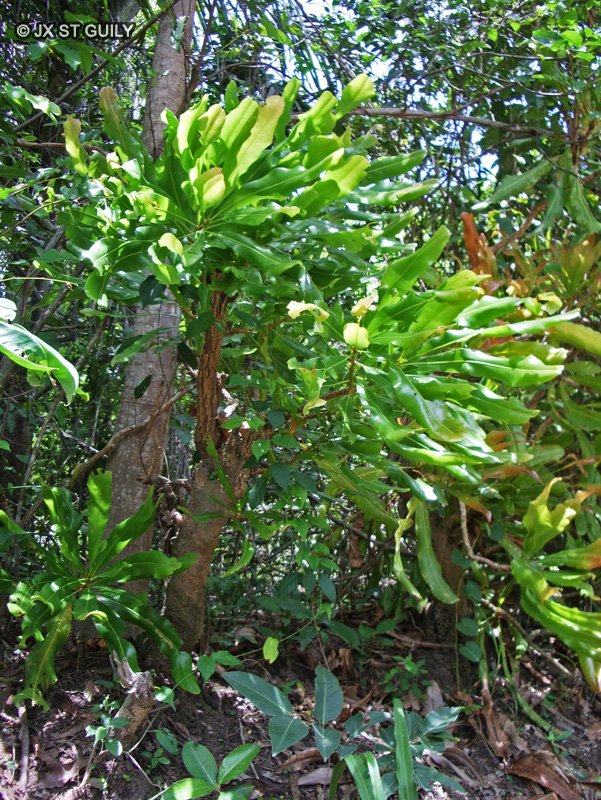 Lophira rouge